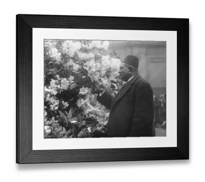 Framed Print : Professor from Allahabad interested in rhododendron show at horticultural hall. Professor Framed Print : Professor from Allahabad interested in rhododendron show at horticultural hall. Professor