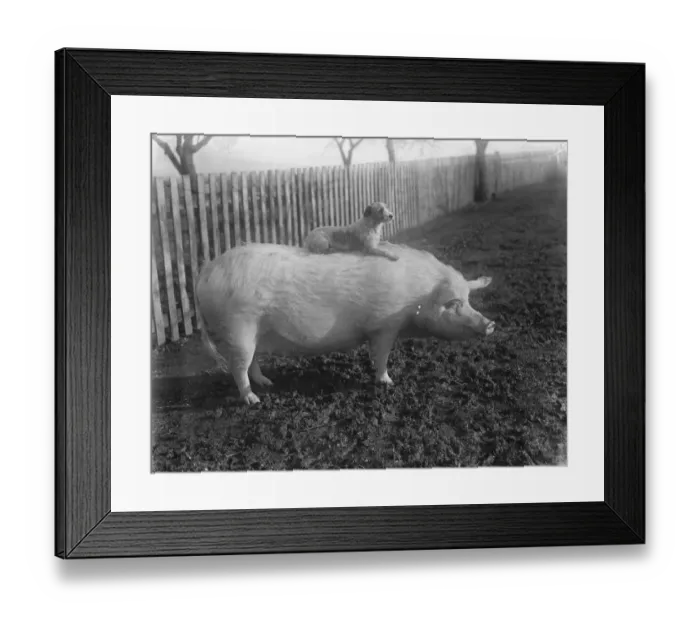 Framed Print : A quaint friendship. Terrier rides on a pig. A terrier and a huge sow, belonging Framed Print : A quaint friendship. Terrier rides on a pig. A terrier and a huge sow, belonging