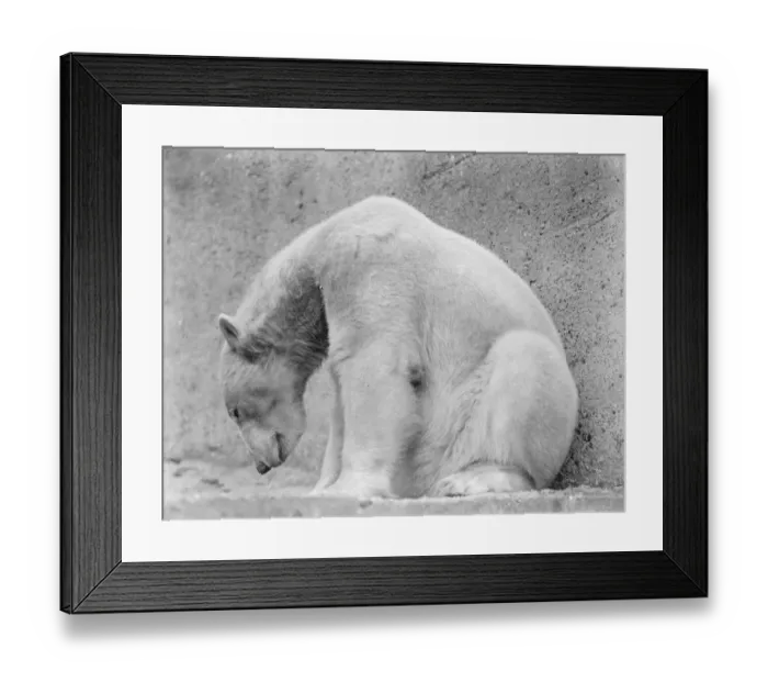 Framed Print : Widower Sam weds again at the Zoo. Young bride enters his residence for first time