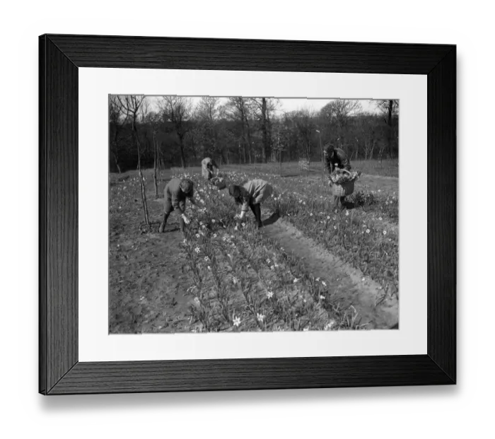 Framed Print : Mr Lummis, an ex RASC officer, runs a daffodil farm at Godstone, Isle of Wight