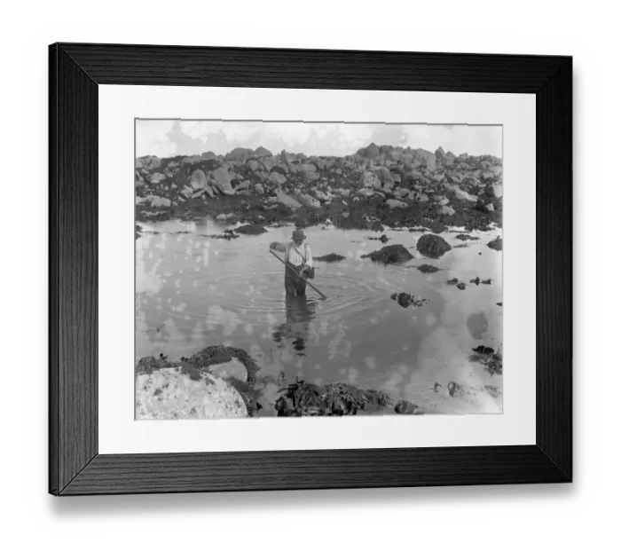 Framed Print : A man sifts through the sea for ormers or abalone in the Channel Islands. 8 October Framed Print : A man sifts through the sea for ormers or abalone in the Channel Islands. 8 October