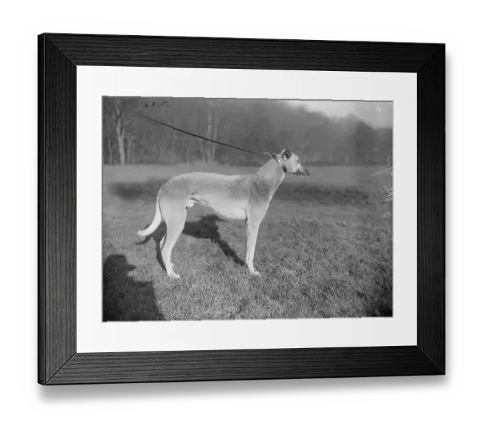 Framed Print : Waterloo Cup aspirants. Gift O the Gab. 10 February 1923 Framed Print : Waterloo Cup aspirants. Gift O the Gab. 10 February 1923