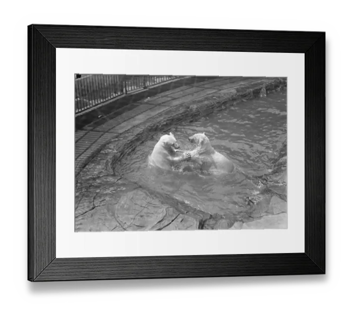 Framed Print : Mixed bathing at the Zoo Polar bears play Get out or Get Under The beginning Framed Print : Mixed bathing at the Zoo Polar bears play Get out or Get Under The beginning