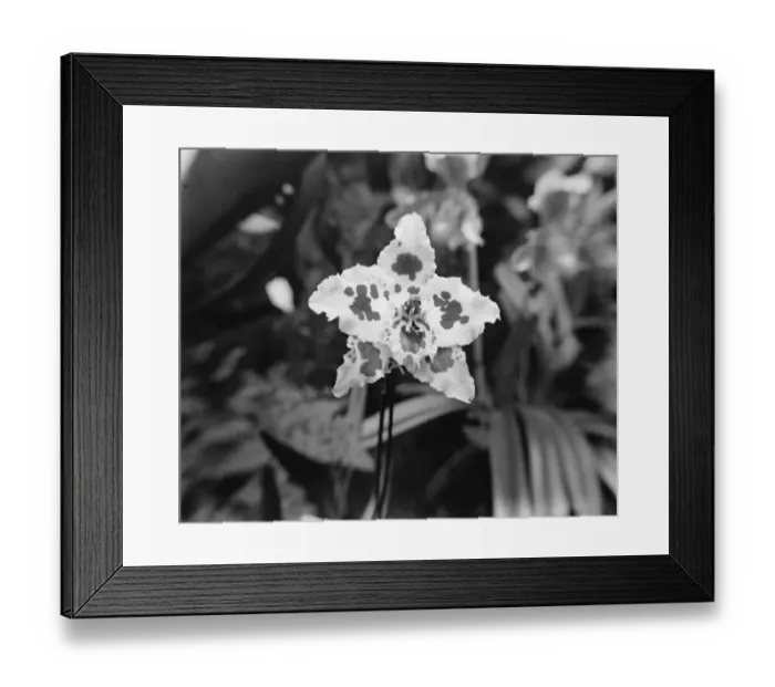 Framed Print : Orchid Show at the Royal Horticultural Hall. The Purple Emperor, the best Framed Print : Orchid Show at the Royal Horticultural Hall. The Purple Emperor, the best