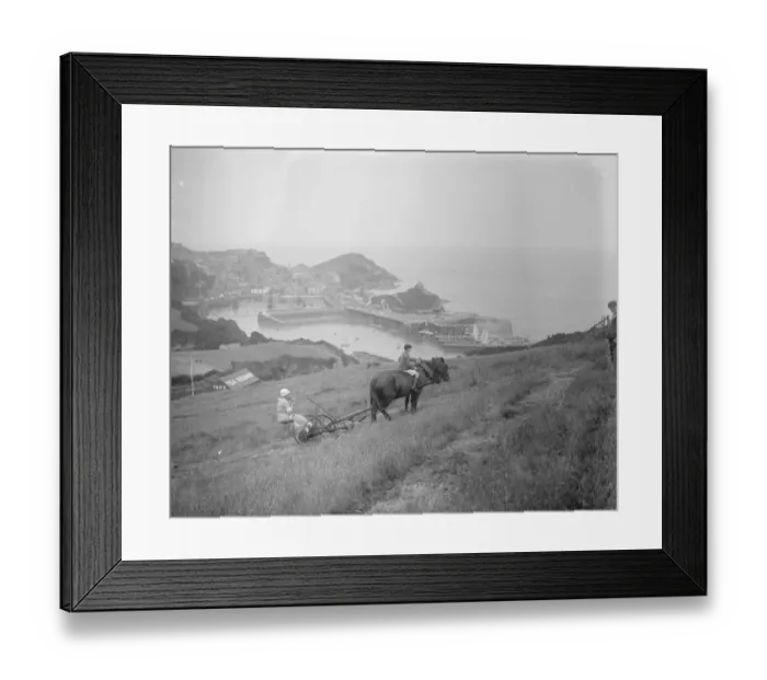 Framed Print : Haymaking on the red cliffs of Devon. Visitors in holiday mood find some fun in