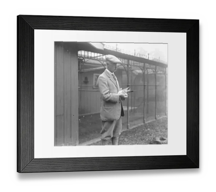 Framed Print : Queen Alexandras Pigeon Post Three famous pigeons which had been sent to Sandringham Framed Print : Queen Alexandras Pigeon Post Three famous pigeons which had been sent to Sandringham