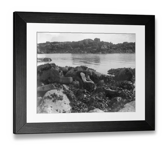 Framed Print : A man looking for ormers or abalone (shellfish) along the seashore in the Channel Islands Framed Print : A man looking for ormers or abalone (shellfish) along the seashore in the Channel Islands