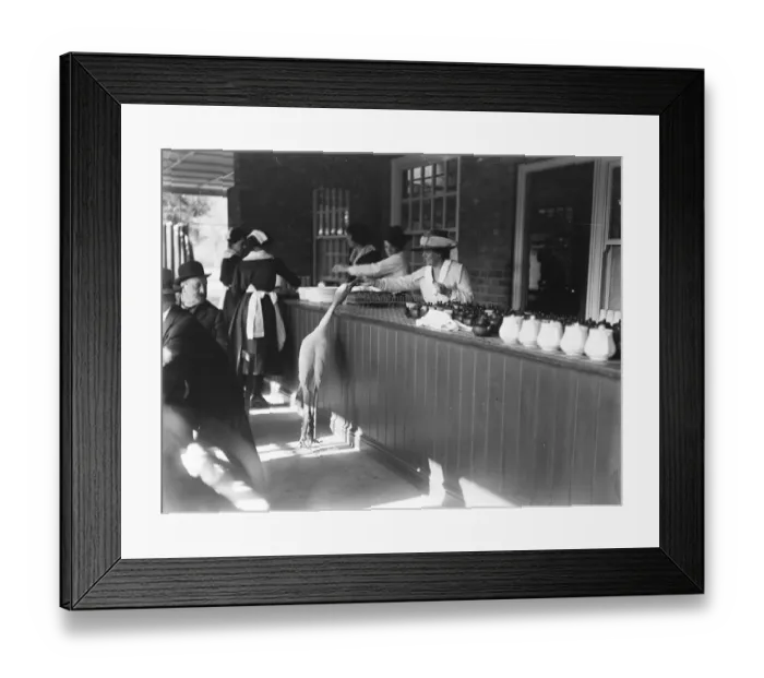 Framed Print : Blue crane at Kew Gardens enter the buffet and fed over the counter. 17 October 1919 Framed Print : Blue crane at Kew Gardens enter the buffet and fed over the counter. 17 October 1919