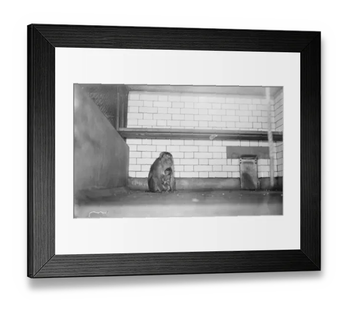 Framed Print : A pig tailed monkey and young. 1 November 1922