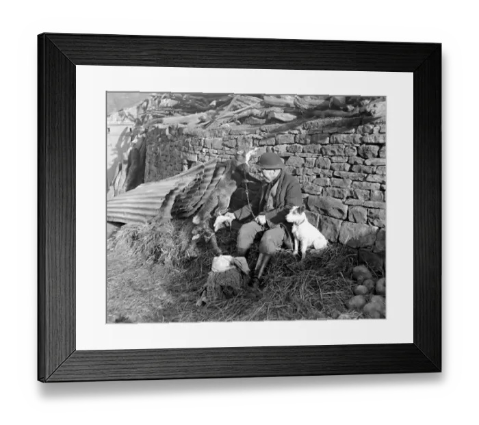 Framed Print : Foxes as ratters Framed Print : Foxes as ratters
