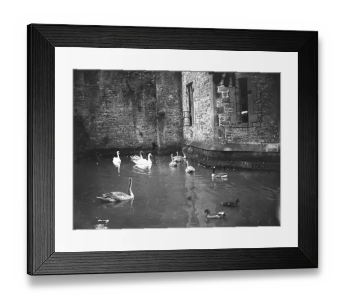 Framed Print : Swans ring for their dinner at the Bishops Palace, Wells, Somerset. The mother Framed Print : Swans ring for their dinner at the Bishops Palace, Wells, Somerset. The mother