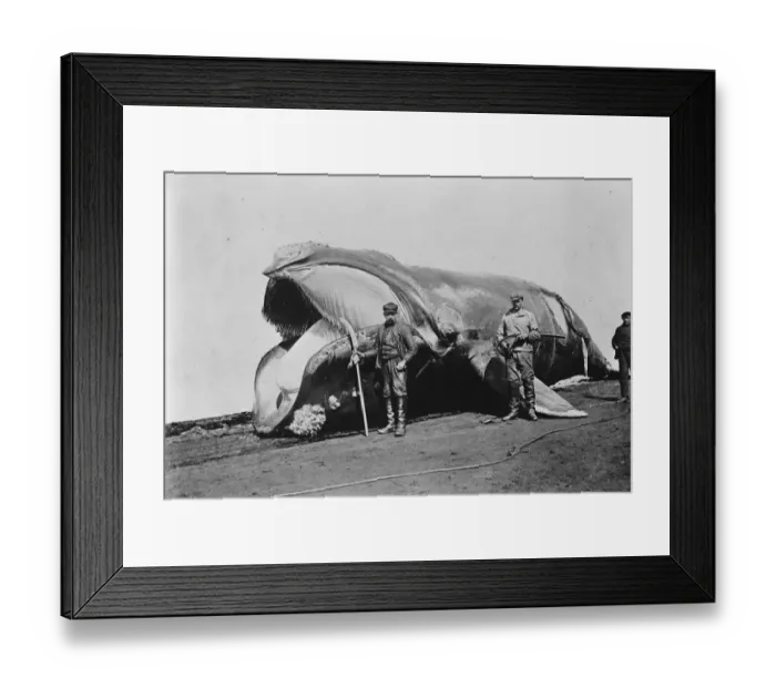 Framed Print : A whale brought ashore at South Georgia. The large island near the Antarctic Region Framed Print : A whale brought ashore at South Georgia. The large island near the Antarctic Region