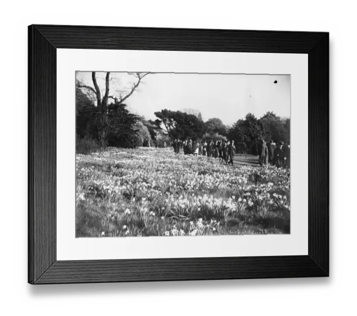 Framed Print : Amongst the daffodils at Kew. A golden vista of Daffs seen on entering the gardens Framed Print : Amongst the daffodils at Kew. A golden vista of Daffs seen on entering the gardens