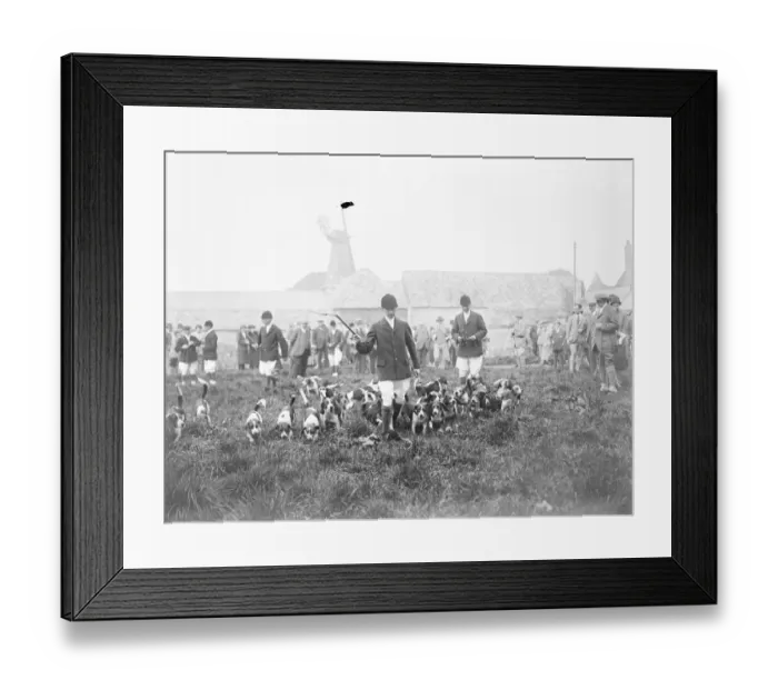 Framed Print : Brighton foot beagles hold meet at the kennels, West Blatchington. Hounds arriving at the meet Framed Print : Brighton foot beagles hold meet at the kennels, West Blatchington. Hounds arriving at the meet