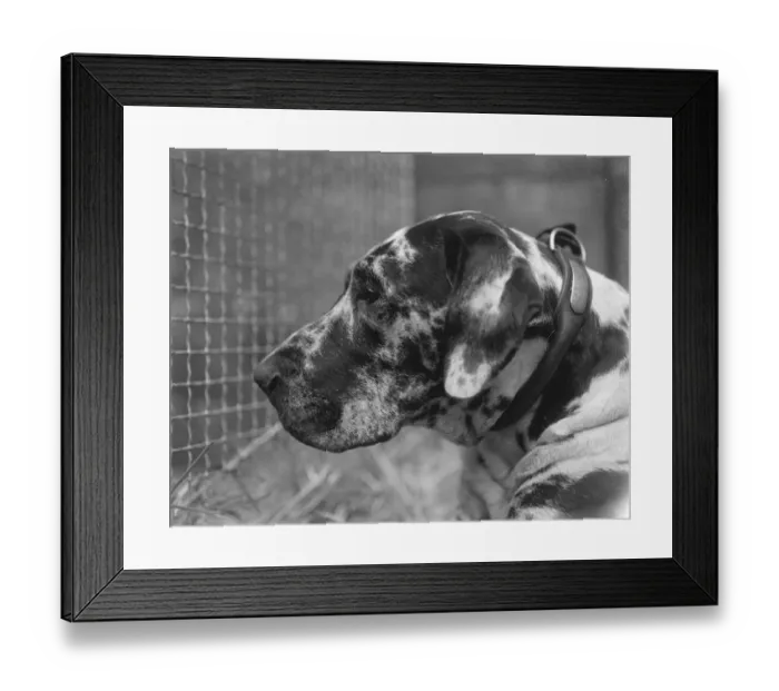 Framed Print : Kennel Club Associations Dog Show at the Crystal Palace. A fine head of a Great Dane hound Framed Print : Kennel Club Associations Dog Show at the Crystal Palace. A fine head of a Great Dane hound