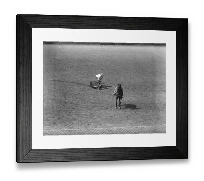 Framed Print : International rodeo at Wembley. Tying up the steer after it had been successfully lassoed Framed Print : International rodeo at Wembley. Tying up the steer after it had been successfully lassoed