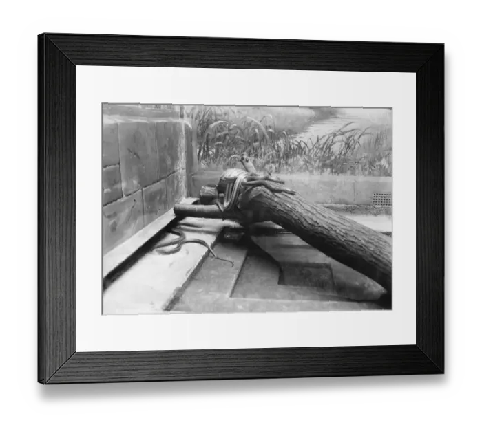 Framed Print : At the Zoo Fox snake, striped chicken, pilot black snake 13 January 1928 Framed Print : At the Zoo Fox snake, striped chicken, pilot black snake 13 January 1928