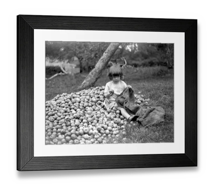 Framed Print : The Cider Apple Harvest. A young helper. 1923