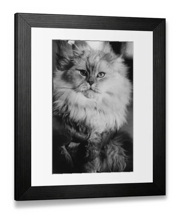 Framed Print : Prize cat, Cranreuch II, owned by Mrs Es Geberich, New Jersey. 1 January 1920