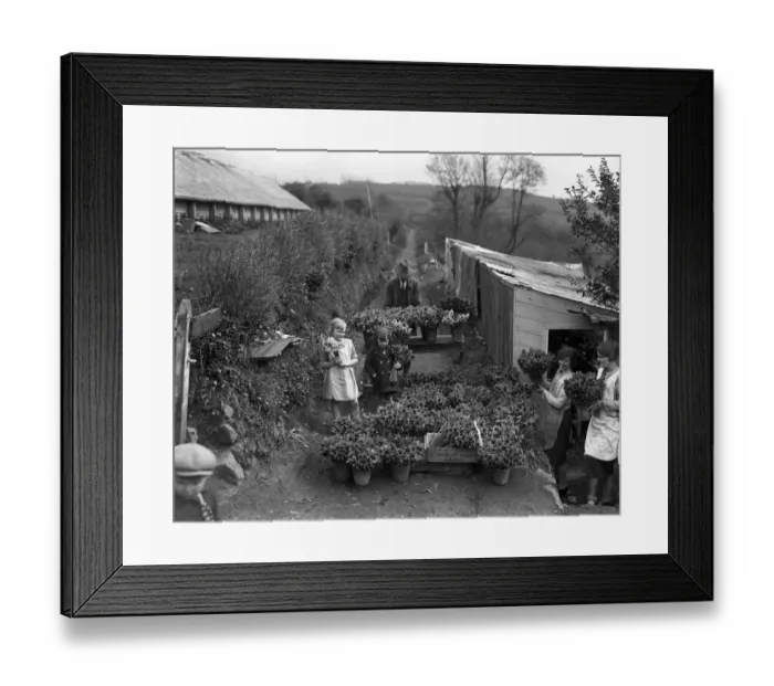 Framed Print : Gathering in the spring flower harvest at Trennick, Cornwall. 1929