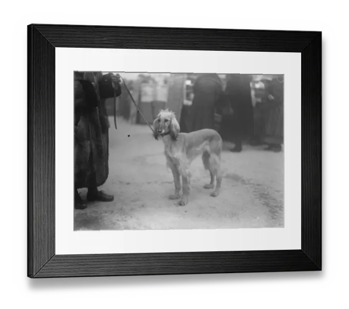 Framed Print : Unique but sad celebrity at great dog show. Sorrowful and solitary Afghan Hound Framed Print : Unique but sad celebrity at great dog show. Sorrowful and solitary Afghan Hound