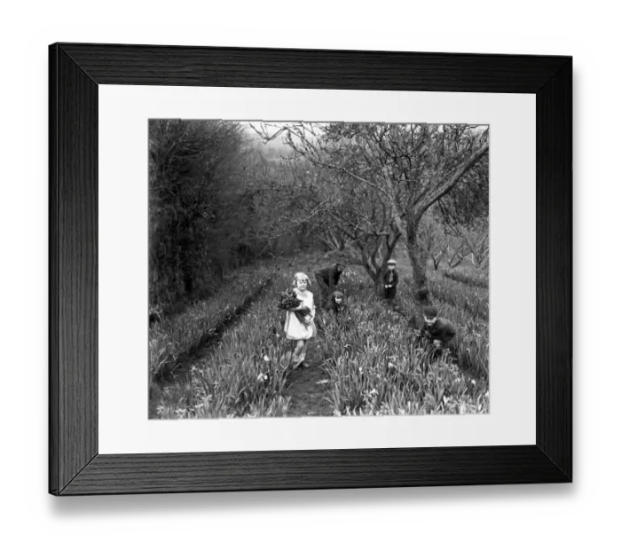 Framed Print : Children working in the flower fields during the spring flower harvest at Trennick, Cornwall Framed Print : Children working in the flower fields during the spring flower harvest at Trennick, Cornwall