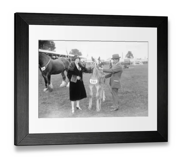 Framed Print : Prince of Wales at Leicester cattle show. The Duchess of Rutland with a foal. 11 Framed Print : Prince of Wales at Leicester cattle show. The Duchess of Rutland with a foal. 11