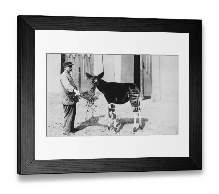 Framed Print : The Okapi, secured from Congo natives in the Antwerp Zoo. 1919 Framed Print : The Okapi, secured from Congo natives in the Antwerp Zoo. 1919
