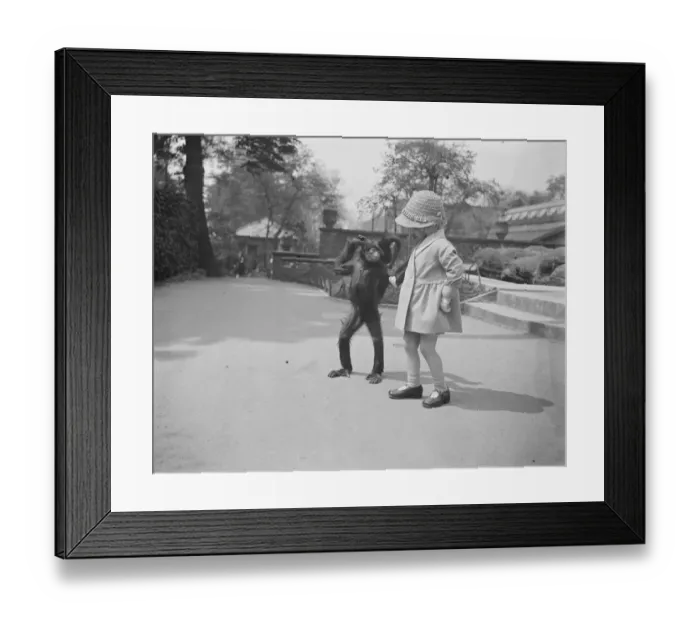 Framed Print : The spider monkeys girl Sally, the zoo spider monkey, takes a walk with a little Framed Print : The spider monkeys girl Sally, the zoo spider monkey, takes a walk with a little