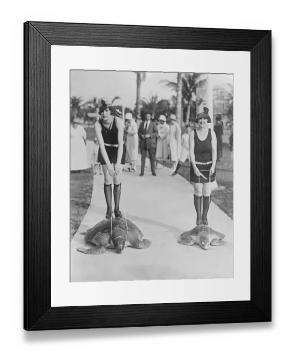 Framed Print : A slow race. A turtle race in progress at Miami Beach. 21 February 1925 Framed Print : A slow race. A turtle race in progress at Miami Beach. 21 February 1925