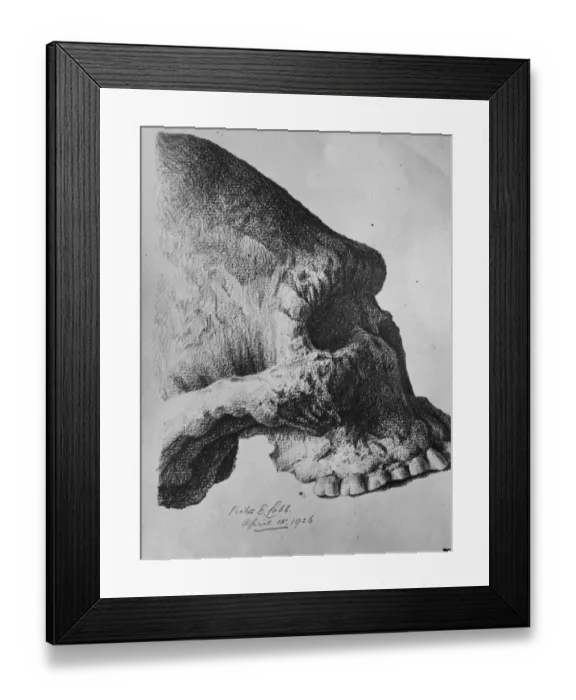 Framed Print : The oldest known skull in the direct line of human ascent. The skull of the aborigine