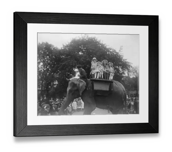 Framed Print : Indian elephant and his mahout have a busy time. One day the visitors at the zoo Framed Print : Indian elephant and his mahout have a busy time. One day the visitors at the zoo