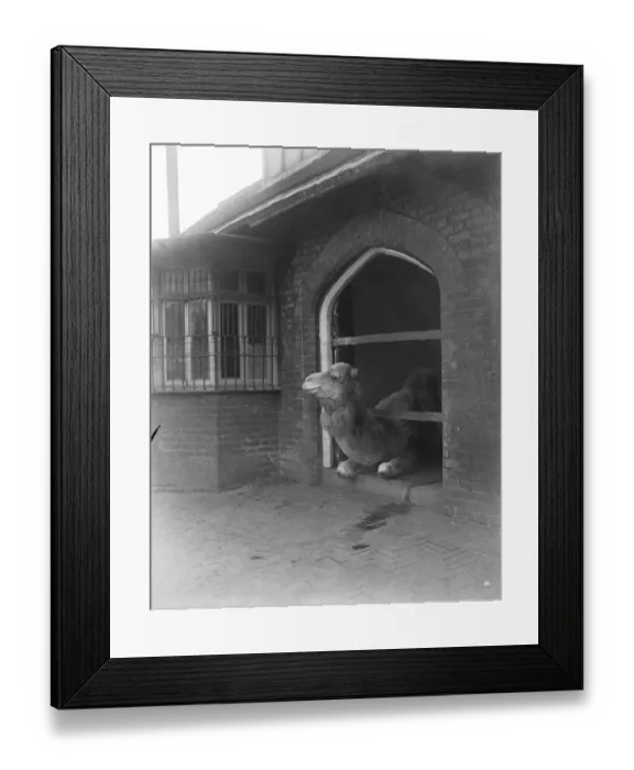 Framed Print : News from Regents Park Zoo. Mr Dromedary is still largely confined to his quarters Framed Print : News from Regents Park Zoo. Mr Dromedary is still largely confined to his quarters