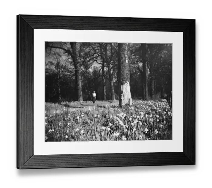 Framed Print : Daffodils. 1935 Framed Print : Daffodils. 1935