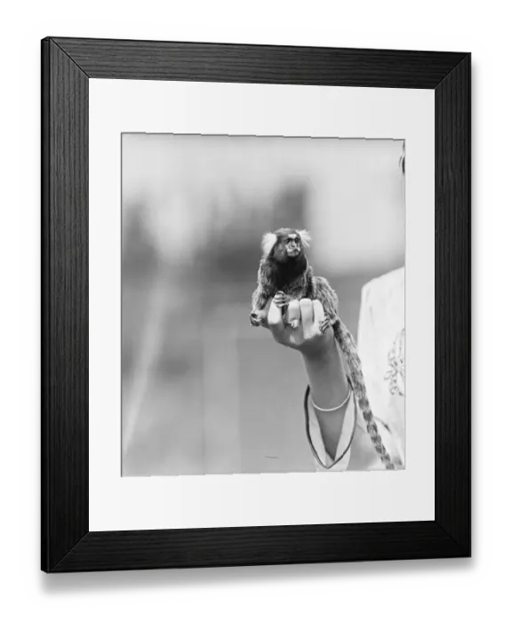Framed Print : Smallest marmoset in the world on a visit to London. Mrs J W Brown of London who Framed Print : Smallest marmoset in the world on a visit to London. Mrs J W Brown of London who