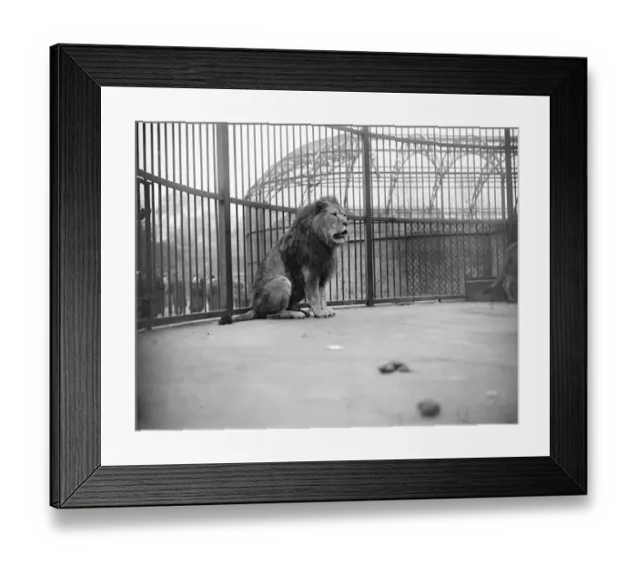 Framed Print : Not an election speech The stalwart British lion at the zoo has a few works to Framed Print : Not an election speech The stalwart British lion at the zoo has a few works to