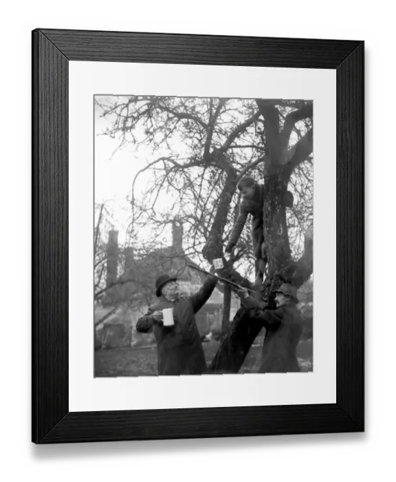 Framed Print : Wassailing at Cullompton, Devon. Mr Henry Blackmore, Batts Farm, Uffculm near Cullompton Framed Print : Wassailing at Cullompton, Devon. Mr Henry Blackmore, Batts Farm, Uffculm near Cullompton