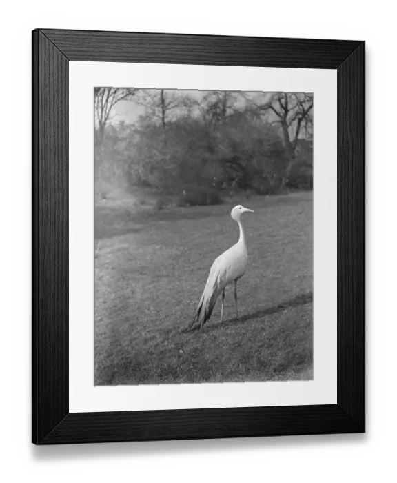 Framed Print : Survivor of royal botanic gardens romance eats worms Joey the crane loses his female mate Framed Print : Survivor of royal botanic gardens romance eats worms Joey the crane loses his female mate