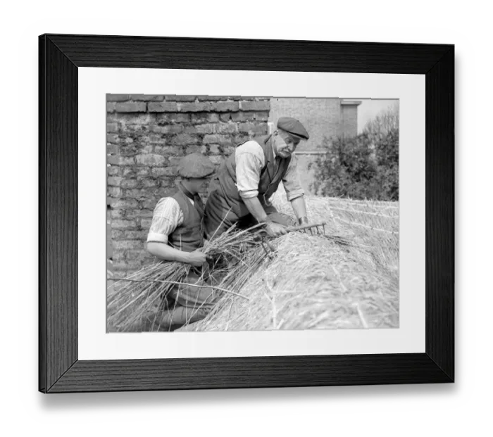 Framed Print : A thatcher at work on Camberwells thatched cottage ( Mr Dent and his assistant operating )