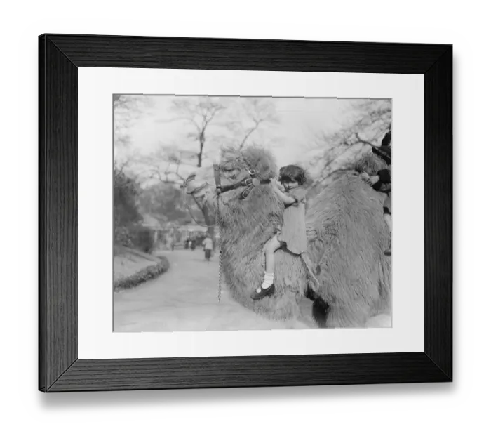 Framed Print : The pride of the zoo. Holding his head erect, the zoo camel shows his pride in Framed Print : The pride of the zoo. Holding his head erect, the zoo camel shows his pride in