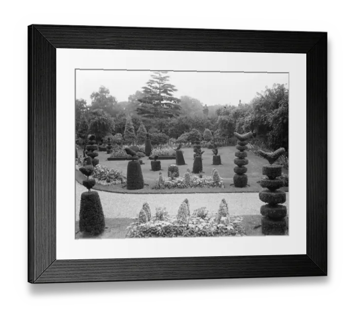 Framed Print : The King and Queen to go to Sandringham, Norfolk. The picturesque topiary work Framed Print : The King and Queen to go to Sandringham, Norfolk. The picturesque topiary work