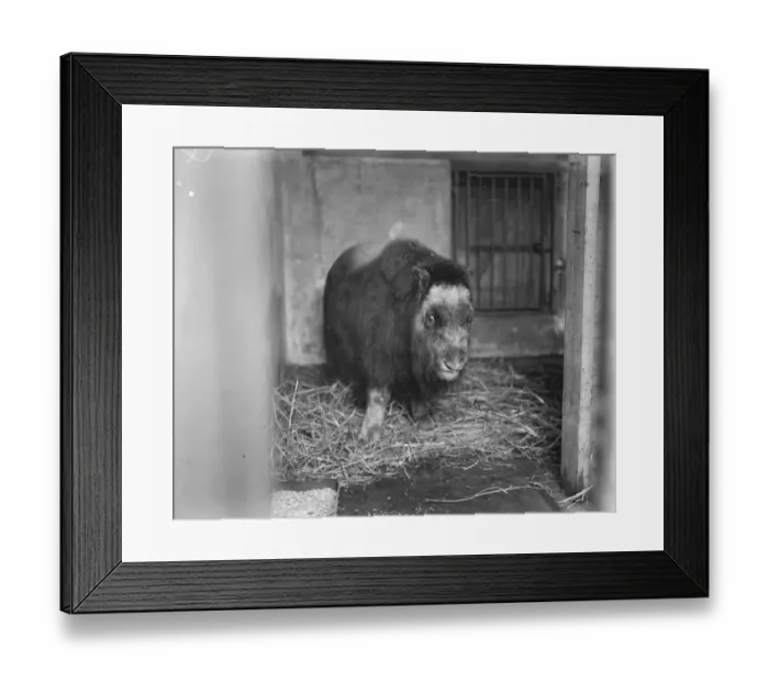 Framed Print : Musk Ox in England after 100, 000 years An animal that may revolutionise the wool industry Framed Print : Musk Ox in England after 100, 000 years An animal that may revolutionise the wool industry