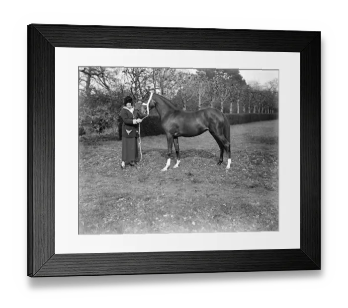 Framed Print : Lady Wentworths Arab Thouroughbreds Lady Wentworth, famous as a breeder of Arab Framed Print : Lady Wentworths Arab Thouroughbreds Lady Wentworth, famous as a breeder of Arab