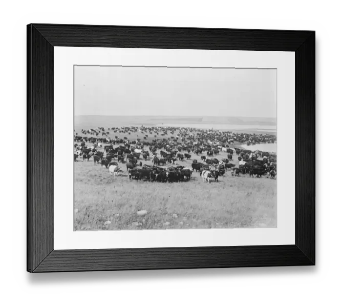 Framed Print : The Stoney Red Indians at Banff, Alberta Cattle round up of South Calgary on the Bow River