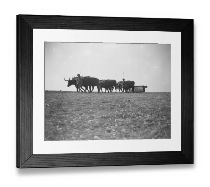 Framed Print : Oxen at work on the land in Sussex Exeat new barn farm, Seaford 12 August 1923 Framed Print : Oxen at work on the land in Sussex Exeat new barn farm, Seaford 12 August 1923