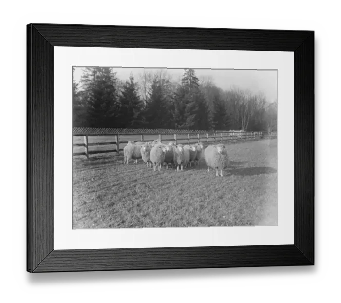 Framed Print : An Australian farm in England : Ideal in Empire Land training at Lynford Hall, Norfolk Framed Print : An Australian farm in England : Ideal in Empire Land training at Lynford Hall, Norfolk
