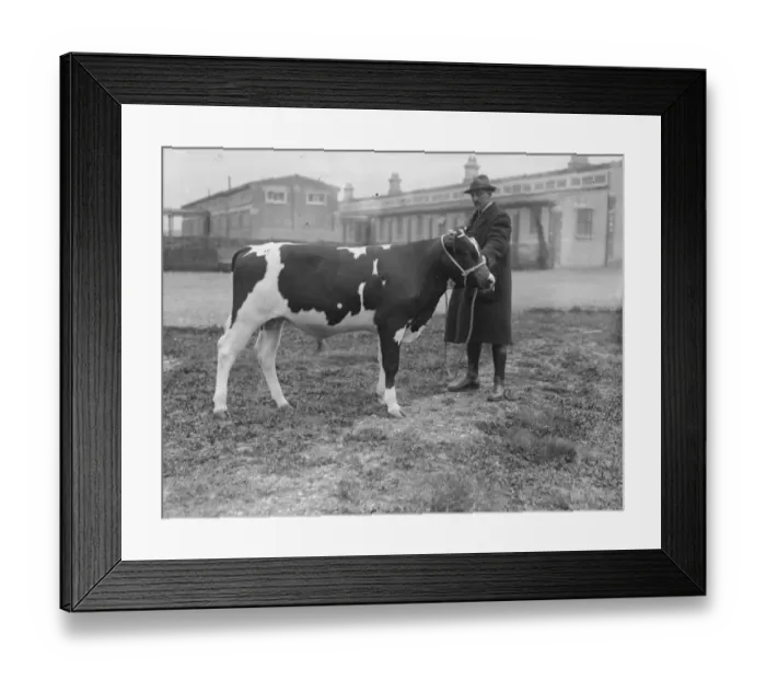 Framed Print : British Friesian cattle societys spring show and sale at Slough Messrs A J Brown Framed Print : British Friesian cattle societys spring show and sale at Slough Messrs A J Brown