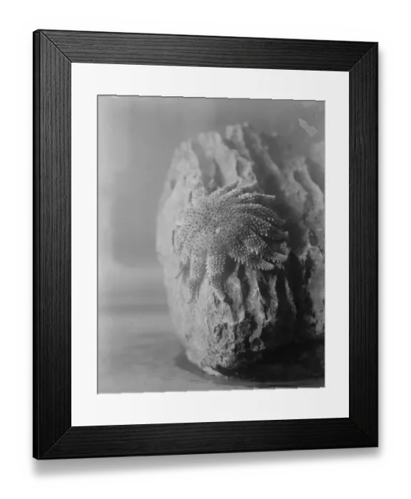 Framed Print : The wonders of the new zoo aquarium. The Sun starfish resting on the rock. 4 Framed Print : The wonders of the new zoo aquarium. The Sun starfish resting on the rock. 4
