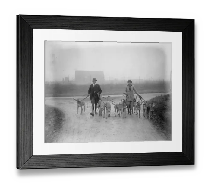 Framed Print : Waterloo Cup aspirants owned and trained by a lady. Miss Ruth Fawcett owner