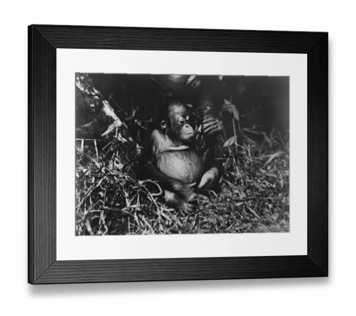 Framed Print : Frederick Burlingham expedition into Central Borneo. Photograph of a young orangutan Framed Print : Frederick Burlingham expedition into Central Borneo. Photograph of a young orangutan